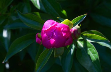                                Açılmamış çiçek tomurcuklarının makro resmi