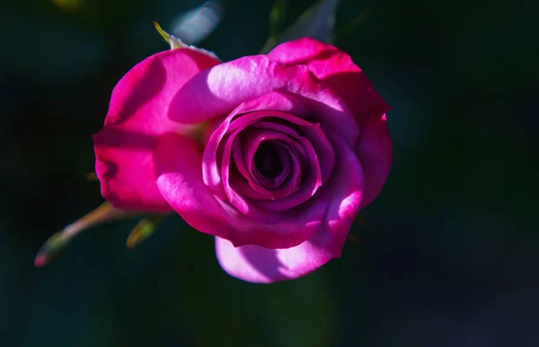 Rosa Rosada Abre Ahora —  Fotos de Stock