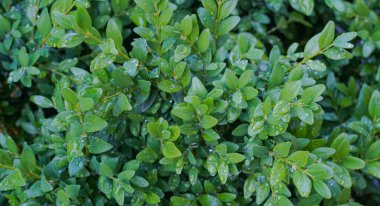 Birçok yaprağın üzerindeki su damlacıkları, küçük brendi