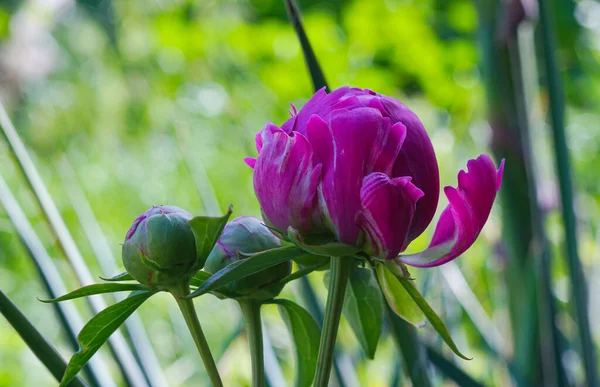 Macro Image Bourgeons Floraux Non Ouverts — Photo