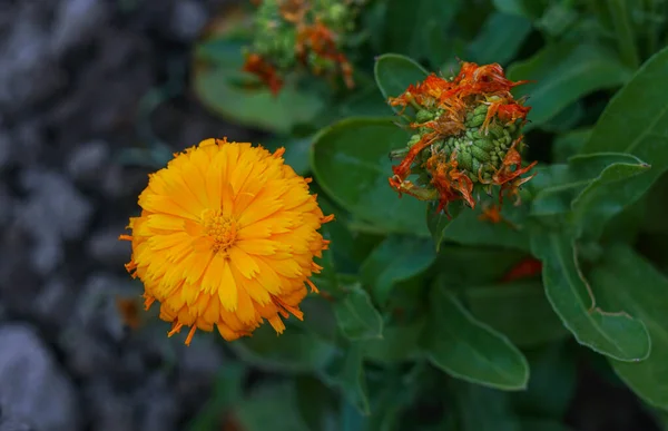 Uma Flor Margarida Amarela Está Abrindo — Fotografia de Stock