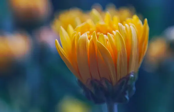 Makro Obraz Żółtych Pąków Kwiatowych — Zdjęcie stockowe