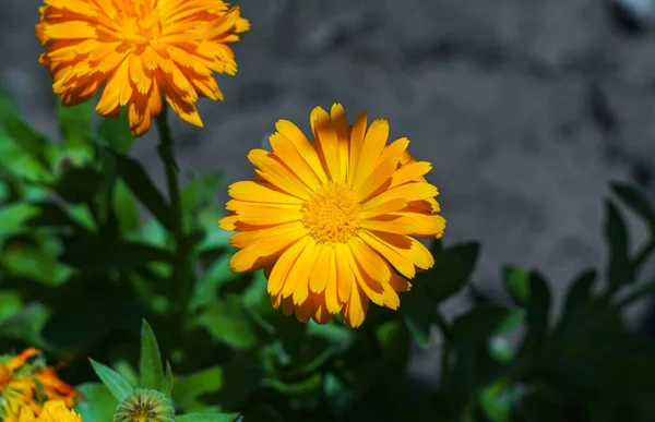 Sárga Virágok Kinyílnak Hamarosan Kinyílnak — Stock Fotó