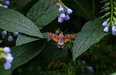                        Uçan kıllı kelebek çiçeklerle besleniyordu.        