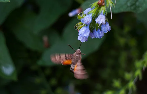 The flying hairy butterfly was feeding on flowers