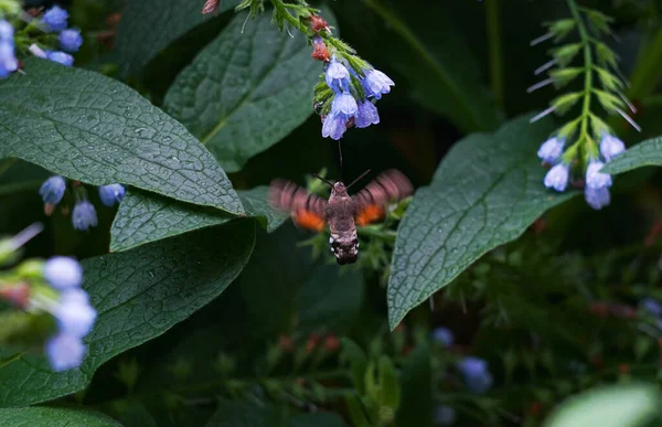 The flying hairy butterfly was feeding on flowers