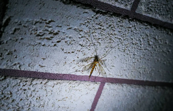 墙上粘在墙上的一只大蚊子 — 图库照片