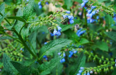                                Arılar çiçeklerin önünde uçar, büyük arılar