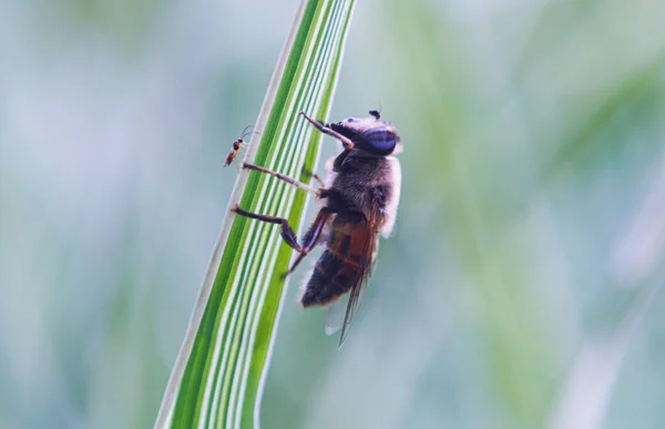 Στα Φύλλα Του Φυτού Υπάρχουν Αντίθετες Μέλισσες Και Μικρά Κουνούπια — Φωτογραφία Αρχείου