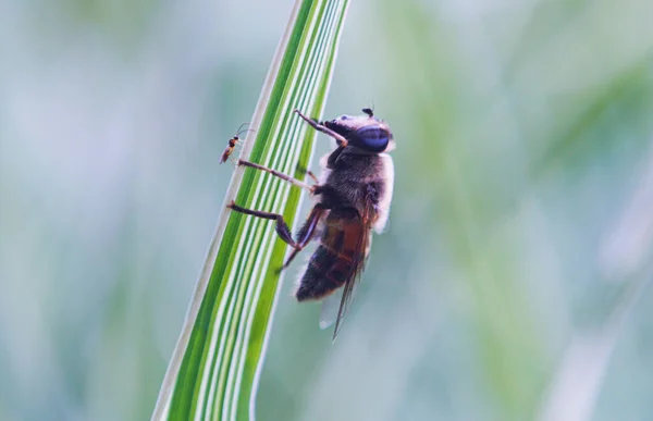 Leaves Plant Bees Small Mosquitoes —  Fotos de Stock