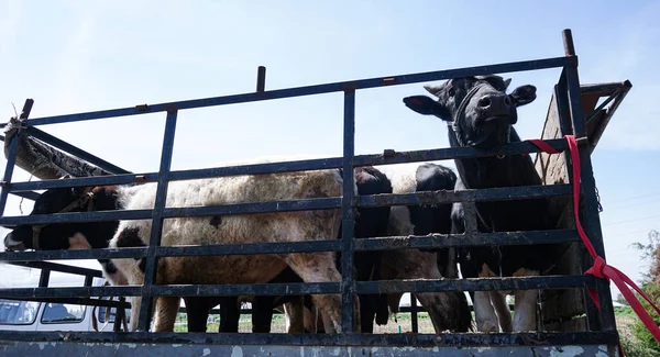 Cattle Going Farm Truck ロイヤリティフリーのストック画像
