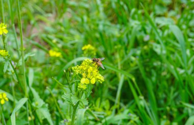                      Arılar sarı bir çiçeğe kondu, tarlada bir çiçek     