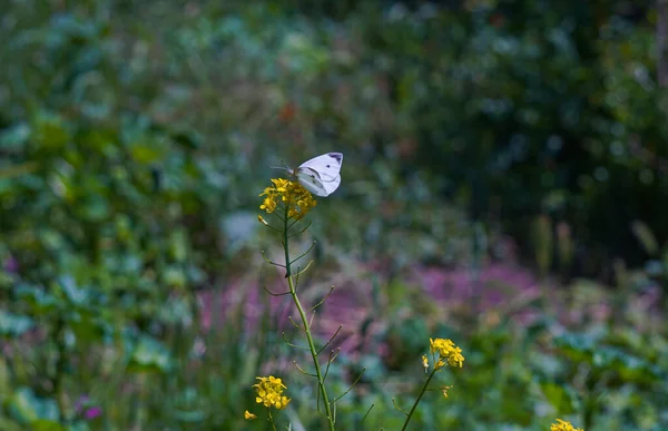 Желтый Цветок Имеет Белую Бабочку Большую Белую Бабочку — стоковое фото