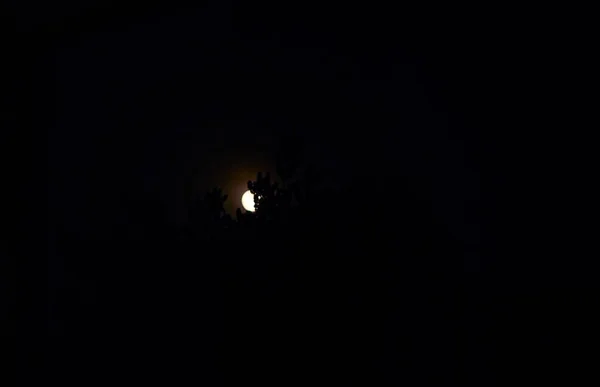 Луна Голубое Небо Закате Деревья — стоковое фото