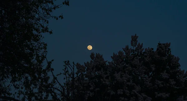Lua Céu Azul Pôr Sol Árvores — Fotografia de Stock