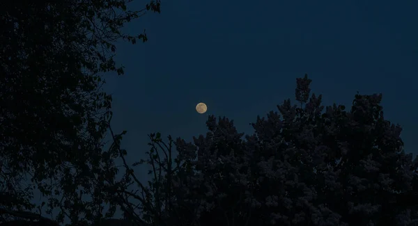 Mond Und Blauer Himmel Bei Sonnenuntergang Bäume — Stockfoto