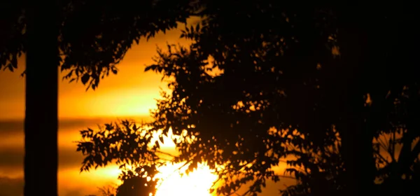 Закат Среди Ветвей Деревьев Фото Бока — стоковое фото