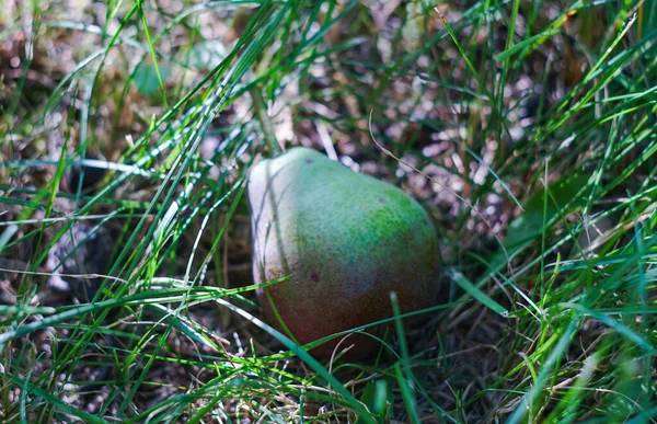 Blue Pear Lying Ground —  Fotos de Stock