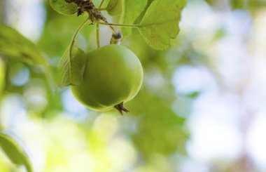                     An unripe blue apple on a tree           