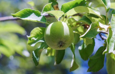                             A green apple on a branch of an apple tree, an unripe apple   