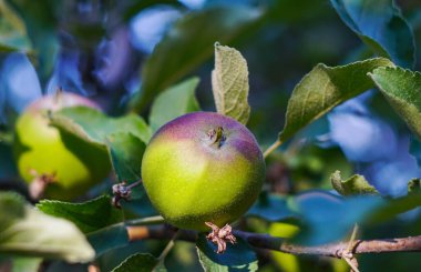                                A green apple on a tree branch, an unripe green apple