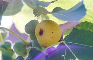                                Yellow figs, yellow and green figs on the branch