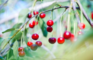                 Cherries are hanging on cherry branches              