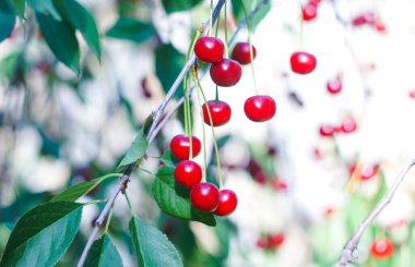                           Cherries are hanging on cherry branches     