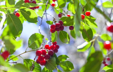                     Fruits on a cherry tree, red ripe shiny fruits           