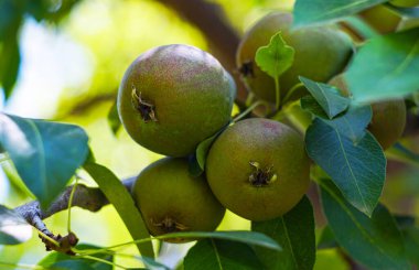                         Fruits on the branches of a pear tree, blue pear       