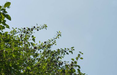                        A pear tree and a blue sky are visible        
