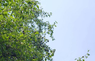                       A pear tree and a blue sky are visible         