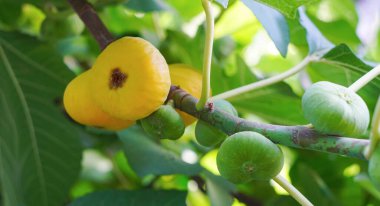                            A ripe yellow fig on a fig branch, a large ripe fig   