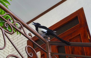                A crow with white feathers entered the house and sat on the stairs