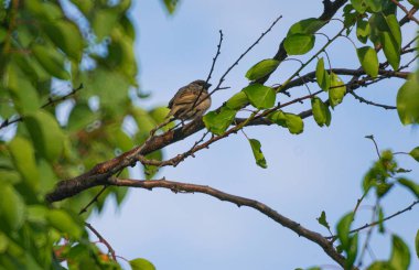                                A sparrow is sitting on a tree branch