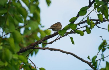         A sparrow is sitting on a tree branch   