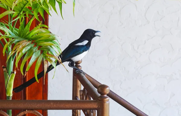 A crow with white feathers entered the house and sat on the stairs