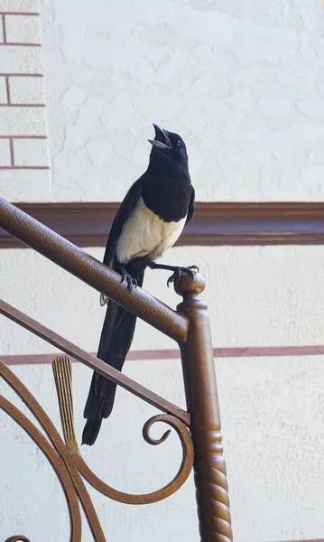 A crow with white feathers entered the house and sat on the stairs