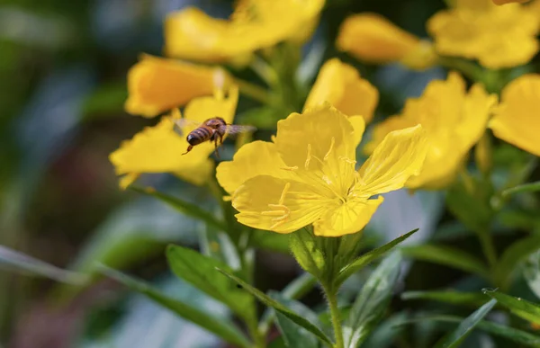 Bees fly around yellow flowers