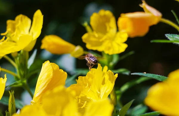Bees fly around yellow flowers