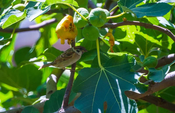 Sparrow Fig Branch Wants Eat Figs 스톡 사진