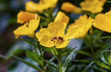                          A green fly landed on yellow flowers      