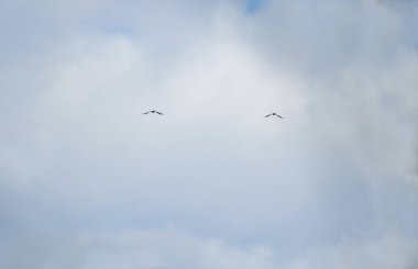                                Two birds are flying in the cloudy sky
