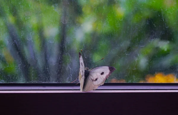 White butterflies are trapped in the window and cannot get out