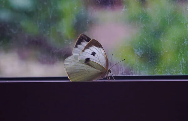 White butterflies are trapped in the window and cannot get out
