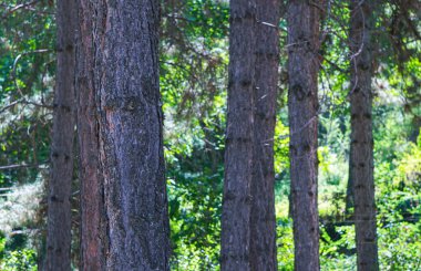                                The trunk of a pine tree in the forest, big trees