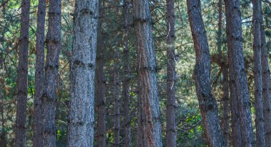                                The trunk of a pine tree in the forest, big trees