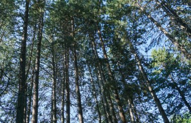                                Trunks of pine trees in the forest, thick forest