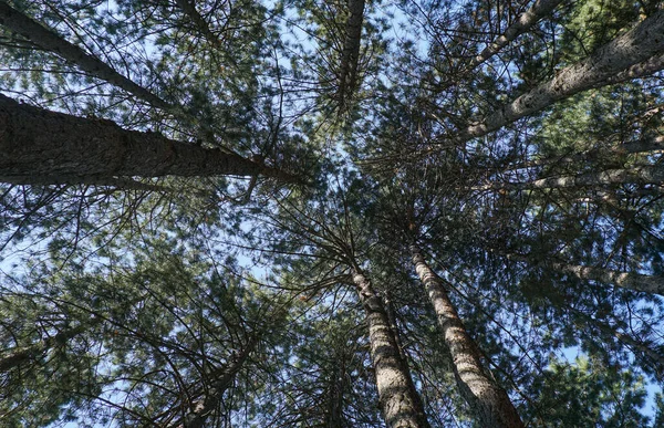 Trunks Pine Trees Forest Thick Forest — Φωτογραφία Αρχείου