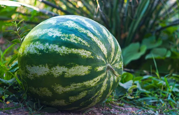 A big green watermelon on the ground